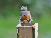 Image 35 in SCRUFFY. A BEAUTIFUL ROBIN.