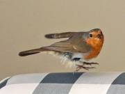 Image 36 in SCRUFFY. A BEAUTIFUL ROBIN.