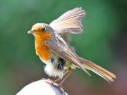 Image 37 in SCRUFFY. A BEAUTIFUL ROBIN.