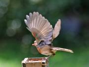 Image 38 in SCRUFFY. A BEAUTIFUL ROBIN.