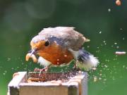 Image 39 in SCRUFFY. A BEAUTIFUL ROBIN.