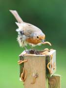 Image 4 in SCRUFFY. A BEAUTIFUL ROBIN.