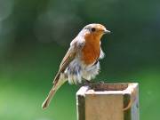 Image 40 in SCRUFFY. A BEAUTIFUL ROBIN.