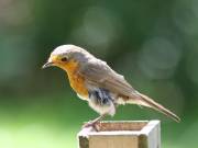 Image 41 in SCRUFFY. A BEAUTIFUL ROBIN.