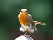 Image 42 in SCRUFFY. A BEAUTIFUL ROBIN.