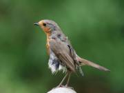 Image 48 in SCRUFFY. A BEAUTIFUL ROBIN.