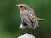 Image 49 in SCRUFFY. A BEAUTIFUL ROBIN.