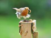 Image 5 in SCRUFFY. A BEAUTIFUL ROBIN.