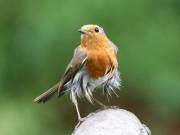 Image 50 in SCRUFFY. A BEAUTIFUL ROBIN.