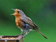 Image 57 in SCRUFFY. A BEAUTIFUL ROBIN.