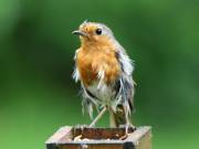 Image 58 in SCRUFFY. A BEAUTIFUL ROBIN.