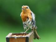 Image 59 in SCRUFFY. A BEAUTIFUL ROBIN.