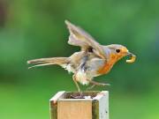 Image 6 in SCRUFFY. A BEAUTIFUL ROBIN.