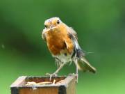 Image 60 in SCRUFFY. A BEAUTIFUL ROBIN.