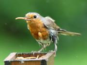 Image 61 in SCRUFFY. A BEAUTIFUL ROBIN.