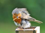 Image 62 in SCRUFFY. A BEAUTIFUL ROBIN.