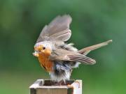 Image 63 in SCRUFFY. A BEAUTIFUL ROBIN.