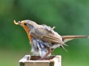 Image 64 in SCRUFFY. A BEAUTIFUL ROBIN.