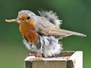 Image 65 in SCRUFFY. A BEAUTIFUL ROBIN.