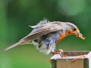 Image 66 in SCRUFFY. A BEAUTIFUL ROBIN.