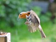 Image 68 in SCRUFFY. A BEAUTIFUL ROBIN.