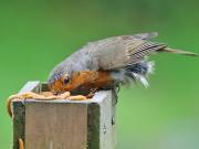 Image 7 in SCRUFFY. A BEAUTIFUL ROBIN.