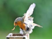 Image 70 in SCRUFFY. A BEAUTIFUL ROBIN.