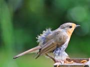 Image 71 in SCRUFFY. A BEAUTIFUL ROBIN.