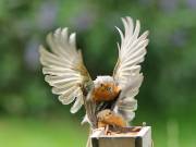 Image 72 in SCRUFFY. A BEAUTIFUL ROBIN.