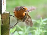 Image 73 in SCRUFFY. A BEAUTIFUL ROBIN.