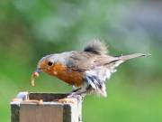 Image 8 in SCRUFFY. A BEAUTIFUL ROBIN.