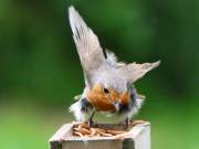 Image 80 in SCRUFFY. A BEAUTIFUL ROBIN.