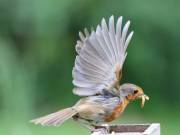 Image 81 in SCRUFFY. A BEAUTIFUL ROBIN.