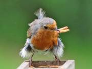 Image 82 in SCRUFFY. A BEAUTIFUL ROBIN.