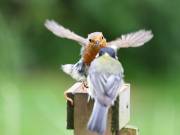 Image 83 in SCRUFFY. A BEAUTIFUL ROBIN.