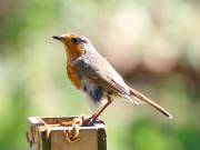 Image 9 in SCRUFFY. A BEAUTIFUL ROBIN.