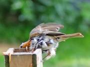 Image 91 in SCRUFFY. A BEAUTIFUL ROBIN.