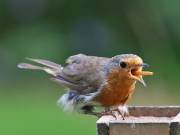 Image 94 in SCRUFFY. A BEAUTIFUL ROBIN.