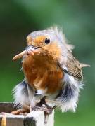 Image 95 in SCRUFFY. A BEAUTIFUL ROBIN.