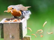 Image 96 in SCRUFFY. A BEAUTIFUL ROBIN.