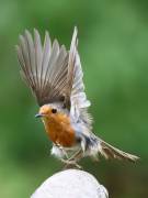 Image 97 in SCRUFFY. A BEAUTIFUL ROBIN.