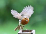 Image 98 in SCRUFFY. A BEAUTIFUL ROBIN.