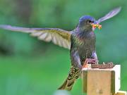 STARLINGS