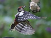 GREAT SPOTTED WOODPECKER