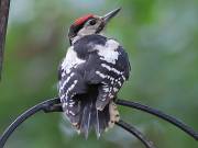 Image 2 in GREAT SPOTTED WOODPECKER