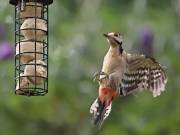 Image 4 in GREAT SPOTTED WOODPECKER