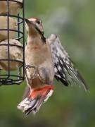 Image 5 in GREAT SPOTTED WOODPECKER