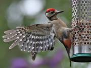 Image 6 in GREAT SPOTTED WOODPECKER