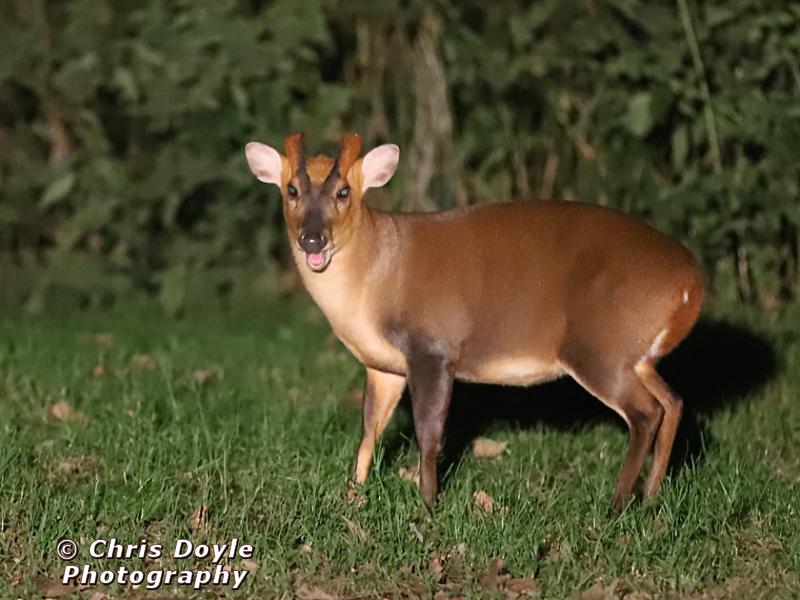 MUNTJAC DEER. DAY AND NIGHT.