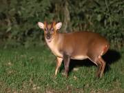 MUNTJAC DEER. DAY AND NIGHT.